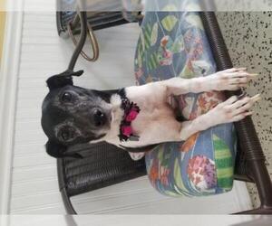 Rat Terrier-Unknown Mix Dogs for adoption in Deerfield Beach, FL, USA