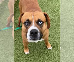 Labrador Retriever-Unknown Mix Dogs for adoption in Fayetteville, NC, USA