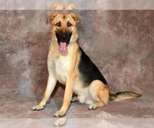 Medium Photo #2 German Shepherd Dog Puppy For Sale in West Valley, UT, USA