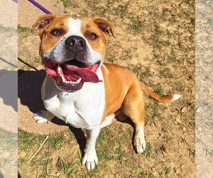 American Pit Bull Terrier-Unknown Mix Dogs for adoption in Wetumpka, AL, USA