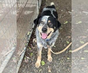 Australian Cattle Dog Dogs for adoption in Santa Maria, CA, USA