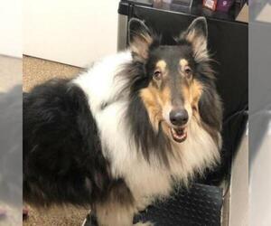 Collie Dogs for adoption in Tempe, AZ, USA