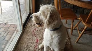 Labradoodle Dogs for adoption in Tulsa, OK, USA