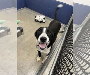Labrador Retriever-Unknown Mix Dogs for adoption in Sterling, MA, USA