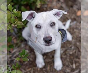 Labrador Retriever-Unknown Mix Dogs for adoption in San Diego, CA, USA