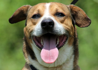 Beagle Dogs for adoption in Sparta, TN, USA