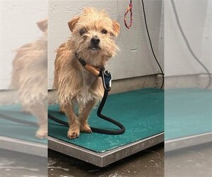 Cairn Terrier Dogs for adoption in Camarillo, CA, USA