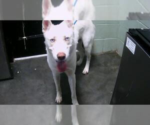 German Shepherd Dog-Unknown Mix Dogs for adoption in Tulsa, OK, USA