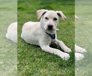 Labrador Retriever-Unknown Mix Dogs for adoption in Brewster, NY, USA