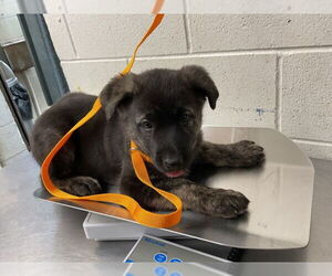 Siberian Husky Dogs for adoption in San Bernardino, CA, USA