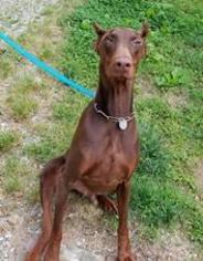 Doberman Pinscher Dogs for adoption in Mooresville, NC, USA