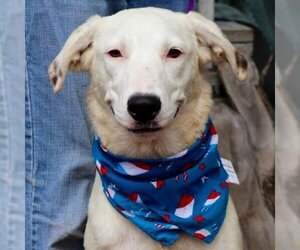 American Bulldog Dogs for adoption in Von Ormy, TX, USA