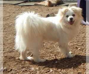 Tibetan Spaniel Dogs for adoption in Grovertown, IN, USA