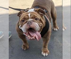 Bulldog Dogs for adoption in San Diego, CA, USA