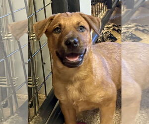 Labrador Retriever-Unknown Mix Dogs for adoption in Woodland, CA, USA