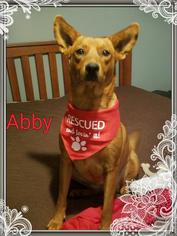 Mutt Dogs for adoption in Fond du Lac, WI, USA