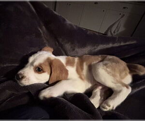 Cocker Spaniel-Unknown Mix Dogs for adoption in Emmett, ID, USA