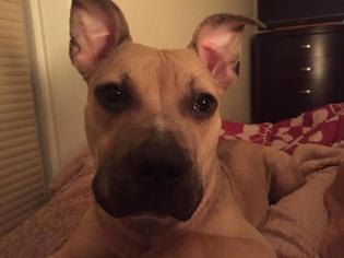 Bullboxer Pit Dogs for adoption in Tonawanda, NY, USA