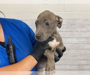 American Pit Bull Terrier Dogs for adoption in San Bernardino, CA, USA