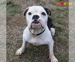 Bulldog-Unknown Mix Dogs for adoption in Center Township, PA, USA