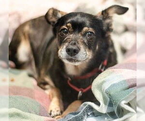 Chihuahua-Unknown Mix Dogs for adoption in Dedham, MA, USA