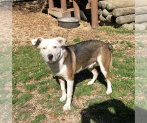 American Pit Bull Terrier-Unknown Mix Dogs for adoption in Boerne, TX, USA