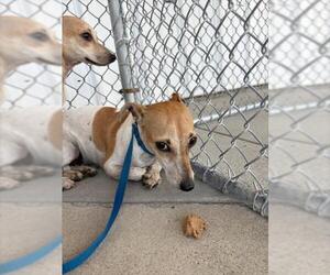 Chihuahua Dogs for adoption in Bakersfield, CA, USA