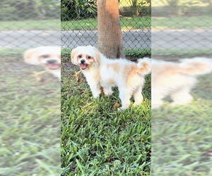 Shih Tzu Dogs for adoption in Weston, FL, USA