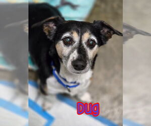 Dachshund-Jack Russell Terrier Mix Dogs for adoption in Port Clinton, OH, USA