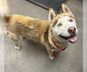 Siberian Husky-Unknown Mix Dogs for adoption in HESPERIA, CA, USA