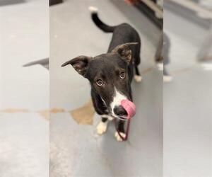 German Shepherd Dog-Unknown Mix Dogs for adoption in Peoria, IL, USA