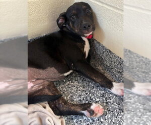 Labrador Retriever-Unknown Mix Dogs for adoption in Brewster, MA, USA