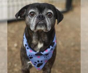 Pug-Unknown Mix Dogs for adoption in San Antonio, TX, USA