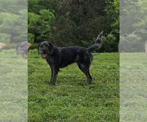 Aussiedoodle Dogs for adoption in Aurora, IN, USA