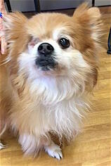 Pomeranian Dogs for adoption in Mount Airy, NC, USA