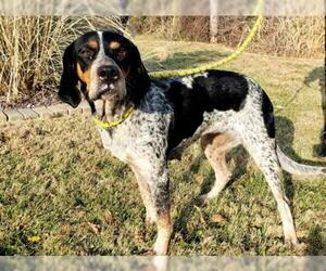 Bluetick Coonhound Dogs for adoption in Mount Carmel, IL, USA