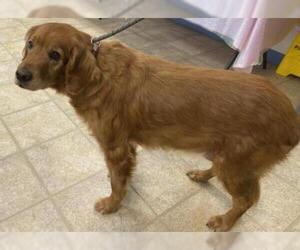 Golden Retriever Dogs for adoption in Norfolk, VA, USA