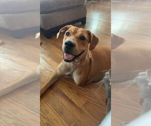 Bulldog-Golden Retriever Mix Dogs for adoption in Bolivar, MO, USA