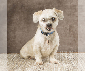Medium Photo #1 Shih Tzu Puppy For Sale in Waco, TX, USA
