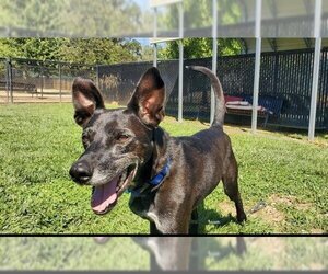 Lab-Pointer Dogs for adoption in Placerville, CA, USA