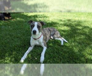 American Pit Bull Terrier-Catahoula Leopard Dog Mix Dogs for adoption in Evergreen, CO, USA