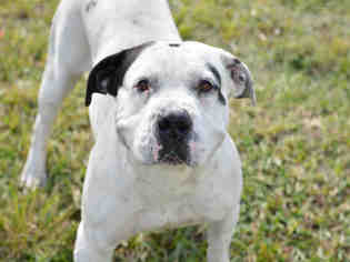 Small American Bulldog