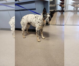Mutt Dogs for adoption in Burbank, CA, USA