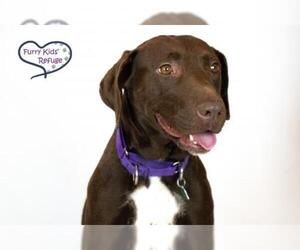 Labrador Retriever Dogs for adoption in Lee's Summit, MO, USA