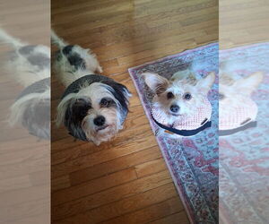 Mutt Dogs for adoption in Minneapolis, MN, USA