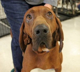 Redbone Coonhound Dogs for adoption in Millville, UT, USA