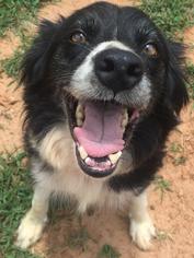 Border Collie Dogs for adoption in Williston, VT, USA
