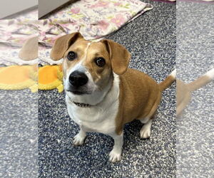 Beagle-Unknown Mix Dogs for adoption in Jackson , NJ, USA