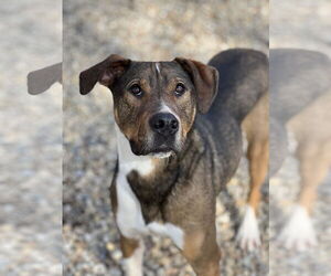 Labrador Retriever-Unknown Mix Dogs for adoption in Manchester, MO, USA