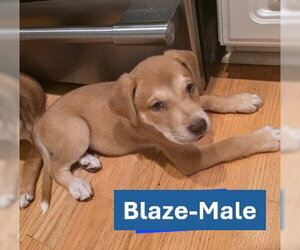 Labrador Retriever-Unknown Mix Dogs for adoption in Sheboygan, WI, USA